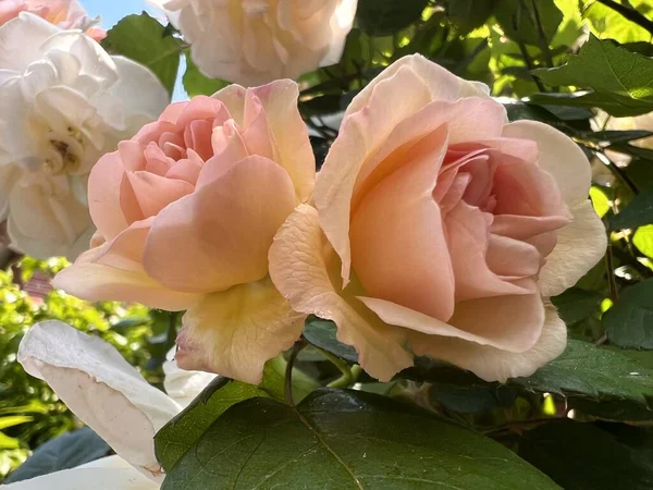 英国の有機カントリーガーデンを背景に緑の健康的な植物の葉で夏にバラの茂みに繊細な花びらと香水を満開の花でバラの閉鎖 — ストック写真
