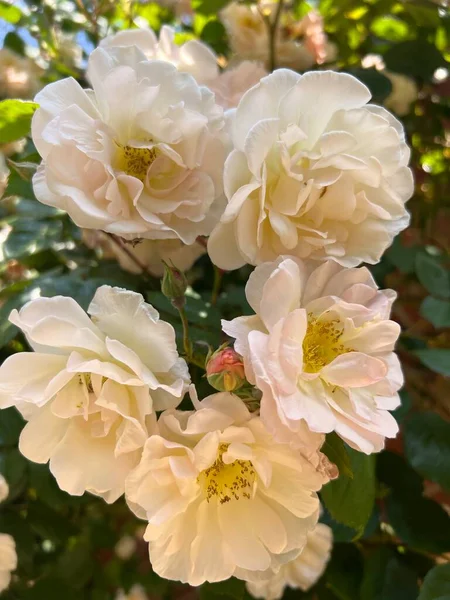 在英格兰的有机乡村花园 玫瑰花丛上挂着精致的花瓣和芬芳的玫瑰 背景为绿色 健康的植物叶 — 图库照片