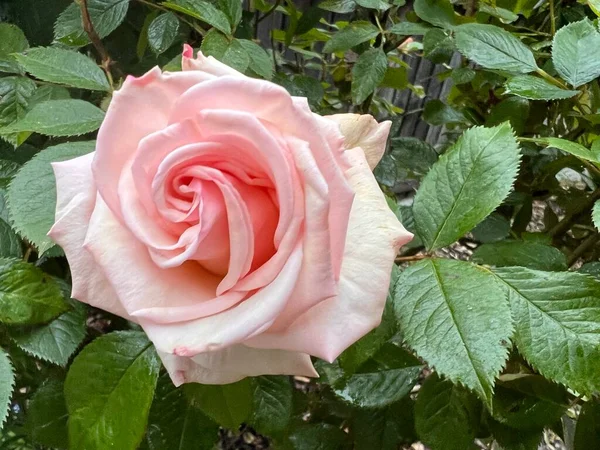 아름다운 역사적 분홍빛 장미를 가까이 향기가 있었고 정원에 있었다 — 스톡 사진