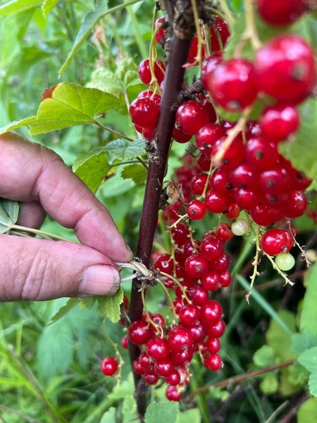 Close Red Currant Fruit Bush Growing Organic Country Garden Summer — Stock Photo, Image