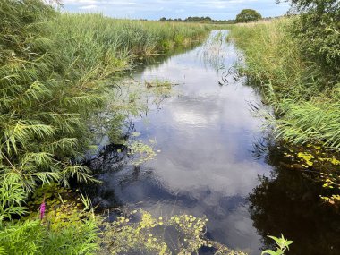 Nehrin suyundaki sazlıkların ve bulutların güzel manzarası doğada Norfolk 'ta saklanıyor Doğu Anglia' yı çimlerle, ağaçlarla ve bulutlu gökyüzüyle donatıyor yaz günü sahnesinde.