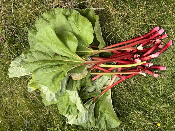 Close Rhubarb Healthy Green Large Leaves Long Delicious Stalks Grass — Stock Photo, Image