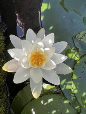 Lily 'nin gölet bahçesindeki manzarasına yakın... parlak beyaz sarı merkez... güzel sağlıklı çiçek... yeşil çiçek pedleri... yaz günü ışıklarıyla... sağlıklı ıslak zambakların üzerine keskin gölgeleri yansıtıyordu.