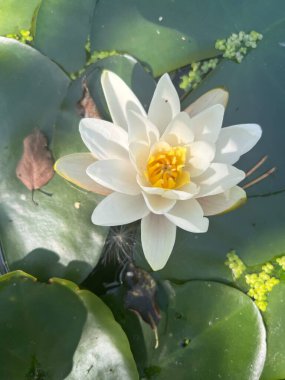 Lily 'nin gölet bahçesindeki manzarasına yakın... parlak beyaz sarı merkez... güzel sağlıklı çiçek... yeşil çiçek pedleri... yaz günü ışıklarıyla... sağlıklı ıslak zambakların üzerine keskin gölgeleri yansıtıyordu.