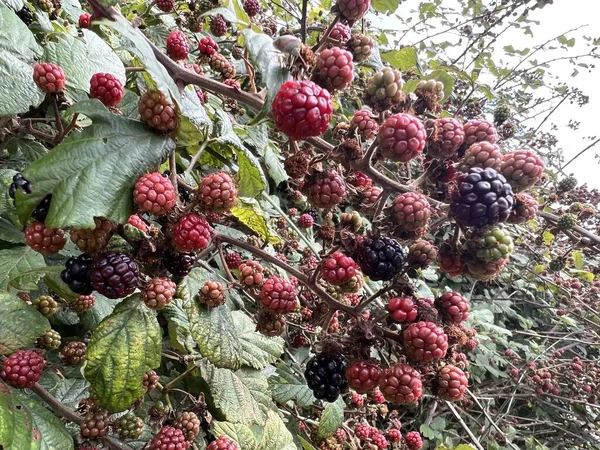 Close Blackberries Foraged Fruit Bushes Late Summer Organic Wild Black — Stock Photo, Image