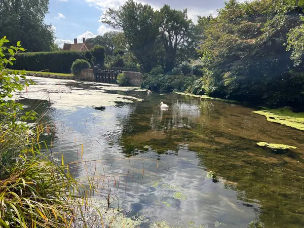 Norfolk 'un güzel manzarası Geniş göl suyu çarpıcı yeşilliklerle çevrili ağaçlar, çalılar, yosunlar ve yansımalar hala yaz ayının sakin manzarası mavi gökyüzü gün ışığı