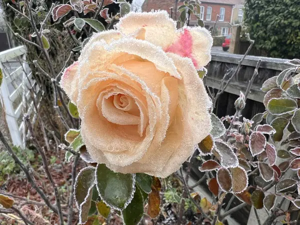 Beautiful single pink rose covered in white layer of hoar frost in organic country garden flower bed  on an icy and snowy cold winter day with green leaves growing in bark wood chip soil in day light