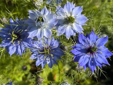 Nigella Damascena, Cornflower veya Blue Cornflower İngiliz ülkesinde yaz gün ışığında organik bahçe çiçek tarhında 