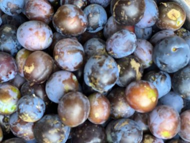 Olgun damson eriklerinin kapanışı. Mor lezzetli meyveler. Güzel bir organik bahçe bahçesinde yetişen meyve ağaçları. 