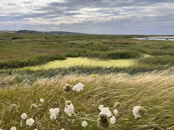 Güzel doğa manzarası kuşların izlediği bataklık göllerindeki vahşi yaşam göllerini Cley 'de okyanus kıyısında Norfolk Denizi' nin yanında Doğu Anglia Birleşik Devletleri yaz günü mavi bulutlu gökyüzü ön planında su gölü kenarında çimen biçer.