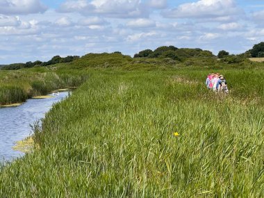 Walberswick, Southwold, Suffolk uk 'taki güzel nehir doğası arazisi. Akşam vakti kumlu kıyılarda yeşil kamışların büyümesi. Mavi pembe gökyüzü huzurlu.