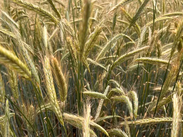 İngiltere 'nin Suffolk kırsalında, İngiltere' de yaz ortasında, mavi gökyüzü güneşinde yetişen geniş çiftçi arazisinde yetişen sağlıklı taze bitkisel gıda ekinlerinin olduğu buğday tarlasını kapatın.