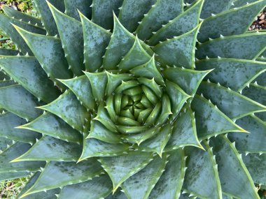 Ender bulunan tropikal yeşil sera bitkisinin güzel spiral tasarım kaktüslerinin merkezini kapatın. Lezzetli dikenli yapraklar yukarıdan düz bir manzarayla mükemmel bir spiral şekil oluşturur. 