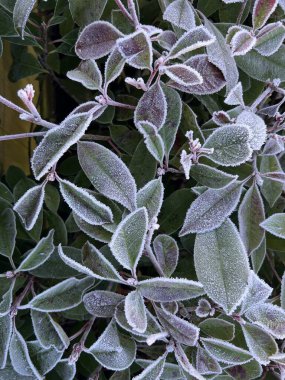 Çok güzel donmuş yapraklara yakın Norfolk kırsalında beyaz buz ve don katmanlı dallar kırsal bahçe toprağı kışın düz manzaralı yataklar.