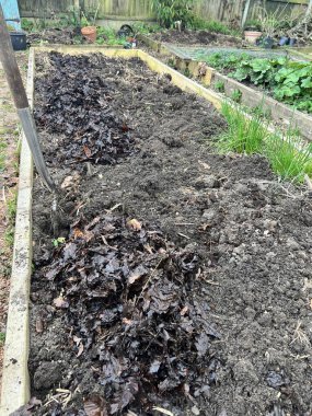 Solucanlarla dolu organik gübre toprağını kapatın ve yeşil tohumların filizlenmesine zemin kalitesini artırmak için meyve ve sebze atıklarının besinlerini çürütün.