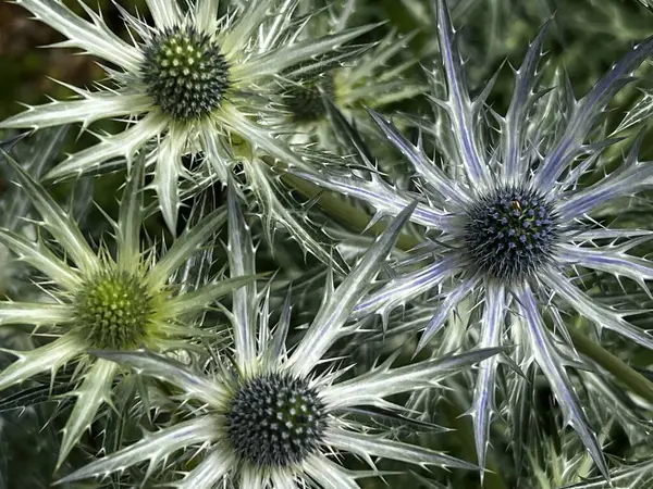 Eryngium hirsutum ya da deniz çobanpüskülü, Eryngium cinsinin bir türüdür. Mor mavi başak çiçekleri yaz güneşinde organik çakıl tarlalarında yetişir.