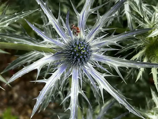 Eryngium hirsutum ya da deniz çobanpüskülü, Eryngium cinsinin bir türüdür. Mor mavi başak çiçekleri yaz güneşinde organik çakıl tarlalarında yetişir.