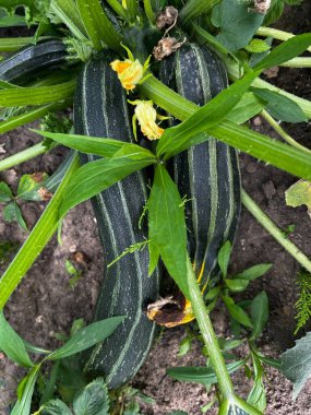 Marrow 'u kapat, ya da kabak kabağı kabağı. Yaz aylarında organik bir ülkede yetişen yeşil çizgili sebze bitkisi. Sarı çiçekler ve sağlıklı yapraklar düz bir görünüm sergiliyor.