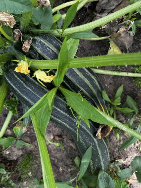 Marrow 'u kapat, ya da kabak kabağı kabağı. Yaz aylarında organik bir ülkede yetişen yeşil çizgili sebze bitkisi. Sarı çiçekler ve sağlıklı yapraklar düz bir görünüm sergiliyor.