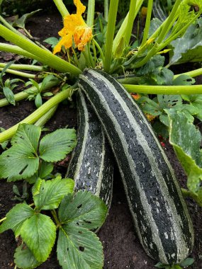 Olgun sağlıklı sebze yiyen, organik bahçelerde yetişen ilikleri kapatın. Bahçe arsası. Yaz mevsiminde sağlıklı yeşil yapraklarla sıkıştırılmış toprağı kaldırın.