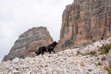 İtalya 'da Güney Tirol' de Dolomite Dağları 'nda tek başına yürüyen bir köpek.