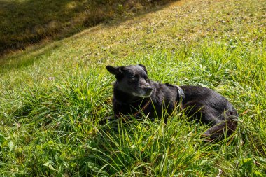 İtalya 'da Dolomite Alpleri' nde yürüyüş yaptıktan sonra çimlerde tembellik eden bir köpek.