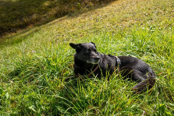 Een Luie Hond Het Gras Een Wandeling Dolomieten Alpen Zuid — Stockfoto
