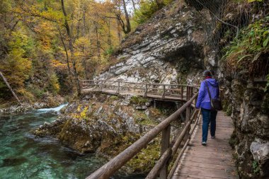 Slovenya 'nın Vintgar vadisinde akan vahşi nehir manzarası