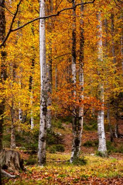 Slovenya 'nın Julian Alpleri' ndeki Triglav Ulusal Parkı 'nda sonbaharda Vrata Vadisi' nde yürüyüş yaparken