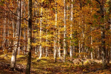 Slovenya 'nın Julian Alpleri' ndeki Triglav Ulusal Parkı 'nda sonbaharda Vrata Vadisi' nde yürüyüş yaparken
