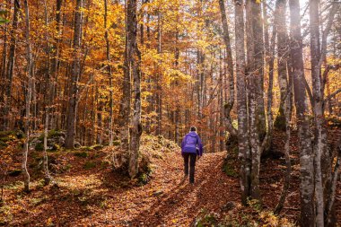 Slovenya 'nın Julian Alpleri' ndeki Triglav Ulusal Parkı 'nda sonbaharda Vrata Vadisi' nde yürüyüş yaparken
