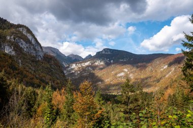 Slovenya 'daki Triglav Ulusal Parkı' nda ormanlık bir vadi