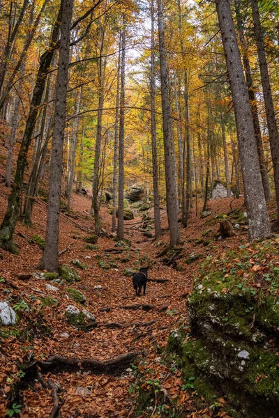 Caminhadas Pelo Vale Vrata Outono Parque Nacional Triglav Nos Alpes — Fotografia de Stock