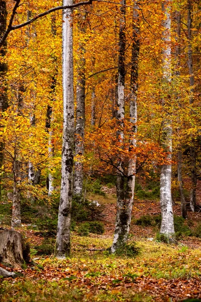 stock image Hiking through the Vrata valley in autumn, Triglav National Park in the Julian Alps, Slovenia