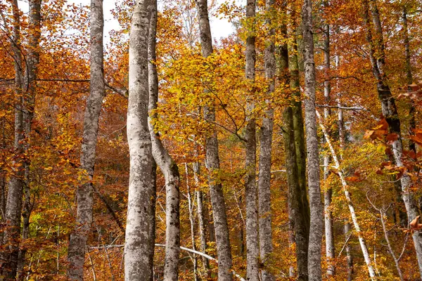 stock image Hiking through the Vrata valley in autumn, Triglav National Park in the Julian Alps, Slovenia