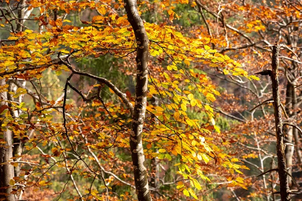 Wanderung Durch Das Vrata Tal Herbst Nationalpark Triglav Den Julischen — Stockfoto