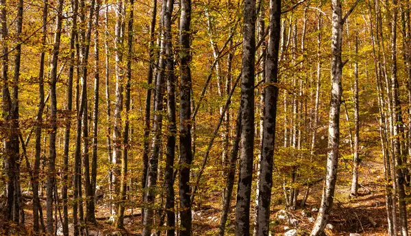 Floresta Outono Parque Nacional Triglav Alpes Julianos Eslovénia — Fotografia de Stock