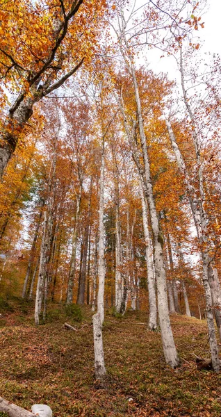 Vandring Genom Vrata Dalen Hösten Triglav Nationalpark Julian Alperna Slovenien Royaltyfria Stockbilder