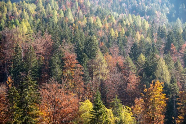 stock image Scenic autumn forest at Crystal Lake in the Julian Alps, Slovenia