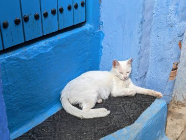 Beyaz kedi Fas 'ın Chefchaouen şehrinde tipik bir mavi evin merdivenlerinde uyuyor.