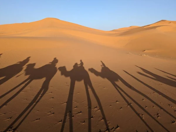 Une Caravane Dromadaires Traversant Désert Sahara Soirée Erg Chebbi Maroc — Photo