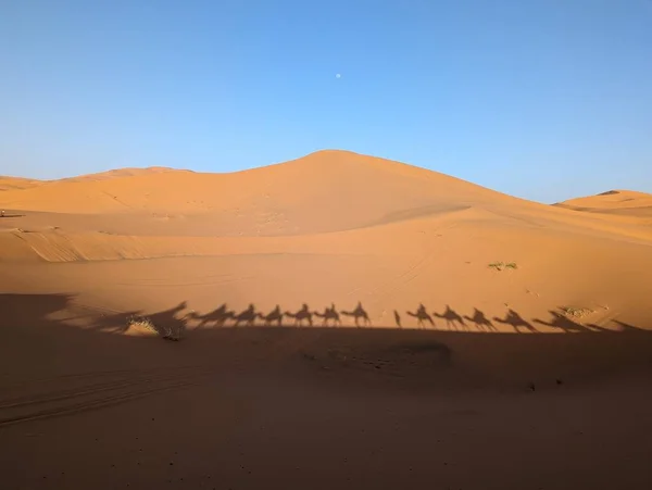 夕方にサハラ砂漠を通過するドロミドライヤーのキャラバン モロッコのヒューマンチビ — ストック写真