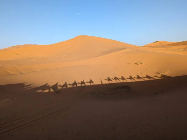 在摩洛哥的Erg Chebbi 一大队机器人晚上经过撒哈拉沙漠 — 图库照片
