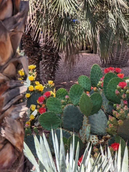Beautfiul Primer Plano Cactus Opuntia Aciculata Parque Marrakech Marruecos —  Fotos de Stock