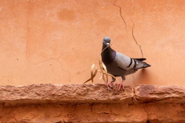 Gagasında kuru zeytin dalı tutan bir güvercin, Fas 'ta çekilmiş bir fotoğraf.
