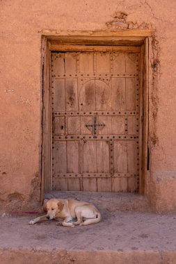Fas 'ta Draa Valley' de kapalı bir berber evinin önünde yatan bir köpek.