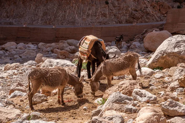 モロッコのアトラス山脈の乾燥した畑の石の間に放牧する3つのドンキー — ストック写真