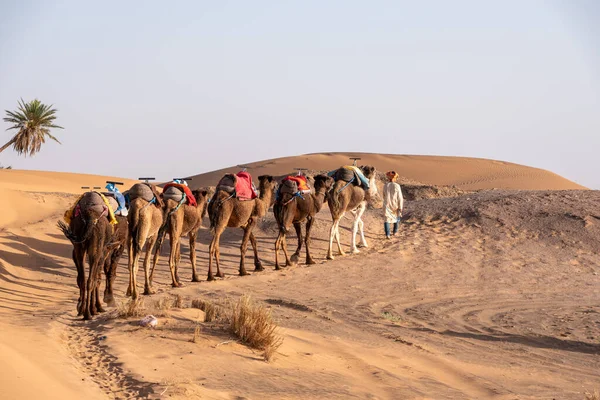 Una Caravana Dromedarios Pasando Por Desierto Del Sahara Por Noche —  Fotos de Stock