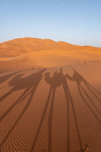 Eine Karawane Von Dromedaren Abend Durch Die Sahara Erg Chebbi — Stockfoto