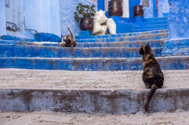 Kediler, Şef Fas 'ın şehir merkezindeki mavi renkli sokakta.
